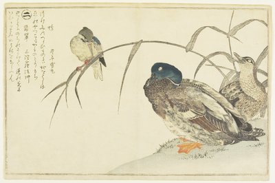 Mallards and a Kingfisher by Kitagawa Utamaro